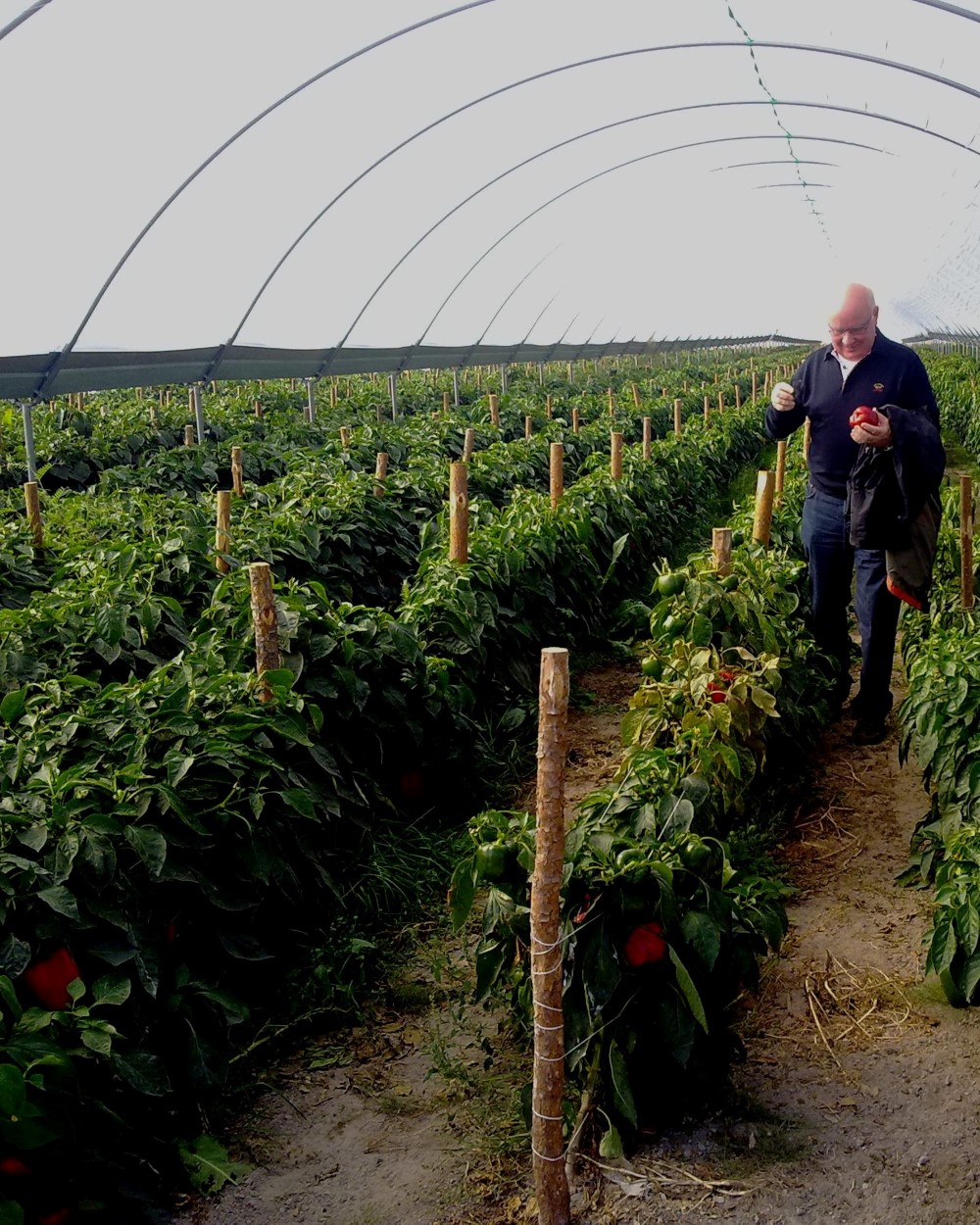 Frutta e verdura dalla Polonia 2 Frutta e verdura dalla Polonia 17012011471