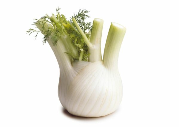 Fennel finocchio