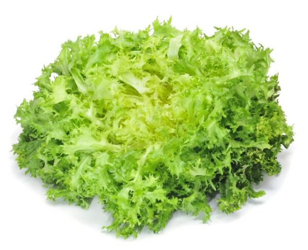 Frisee frisee lettuce