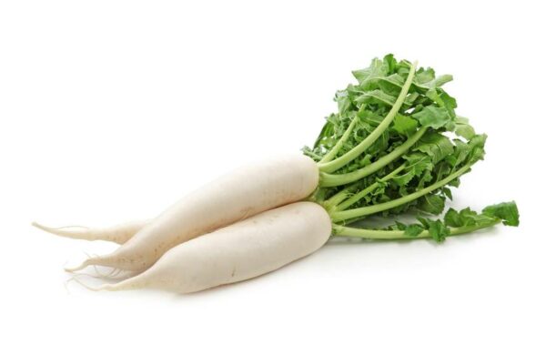 Radish white rafano